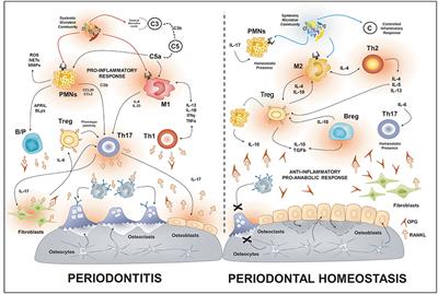 Osteoimmunology of Oral and Maxillofacial Diseases: Translational Applications Based on Biological Mechanisms